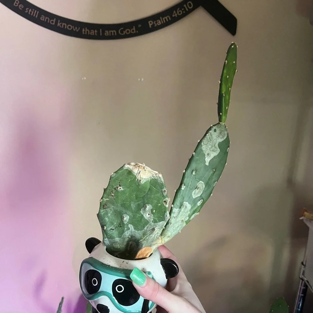 Cactus - Picture 2 of 4